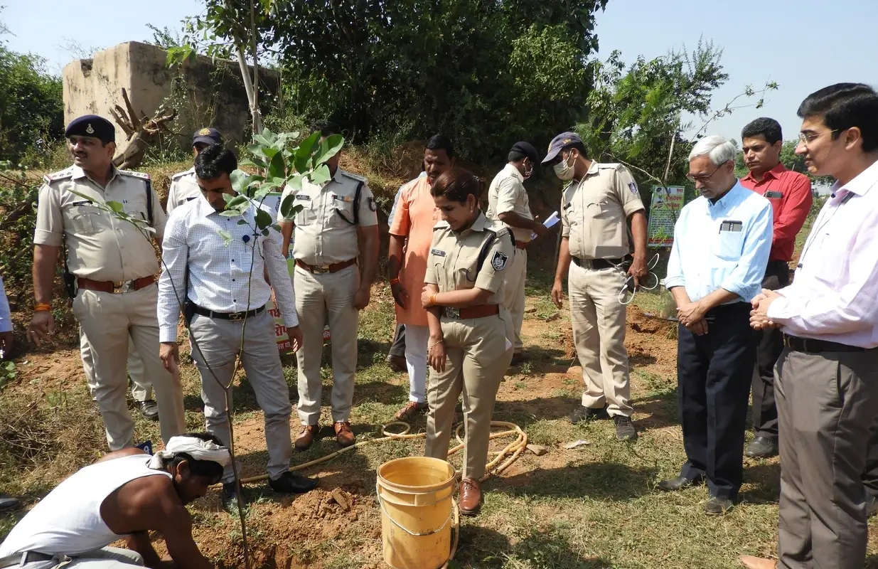Tree Plantation
